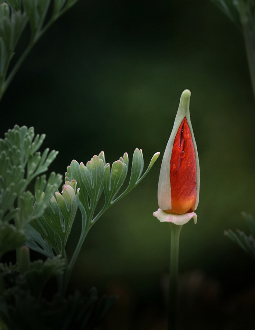 Zipfelmützenmohn