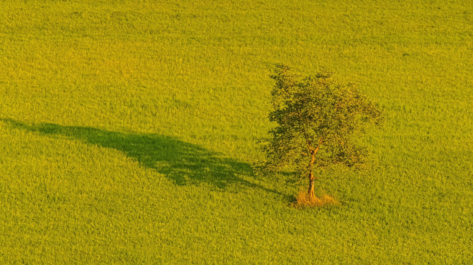 Zipfelmützenschatten