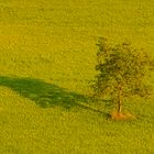 Zipfelmützenschatten