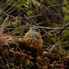 Zippammer (Emberiza cia)