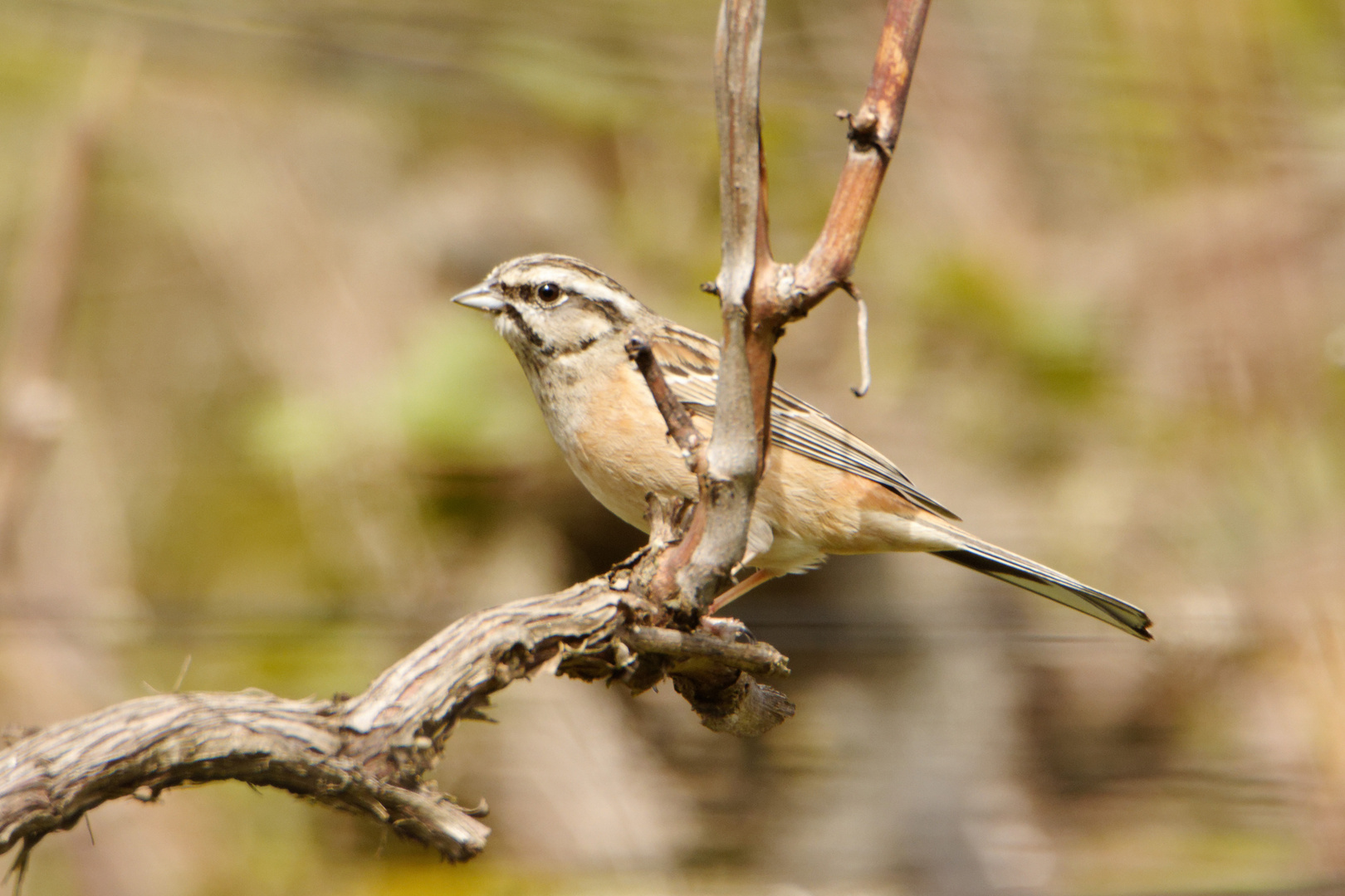 Zippammer (Emberiza cia)