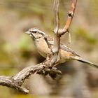 Zippammer (Emberiza cia)