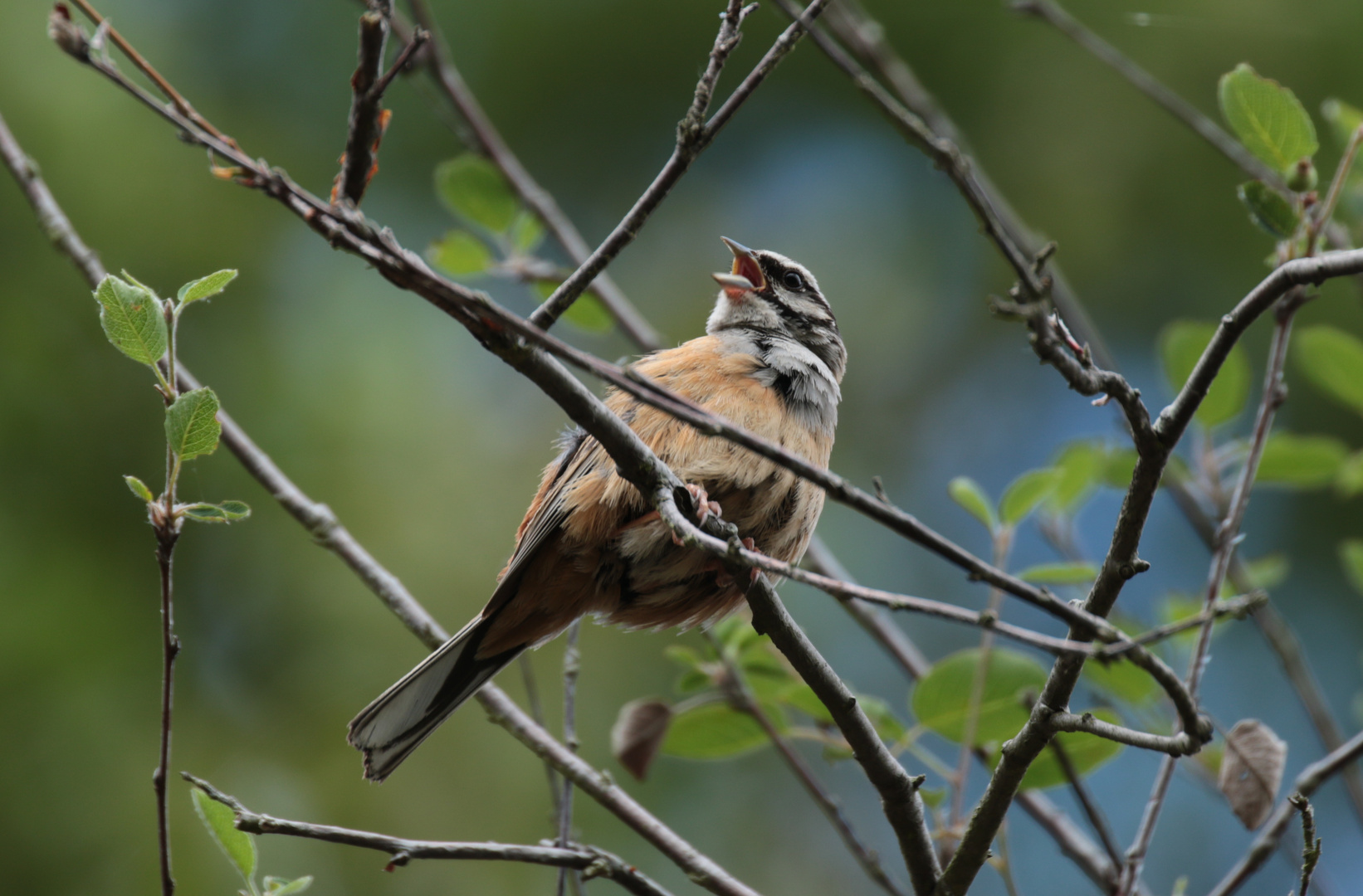 Zippammer (Emberiza cia)