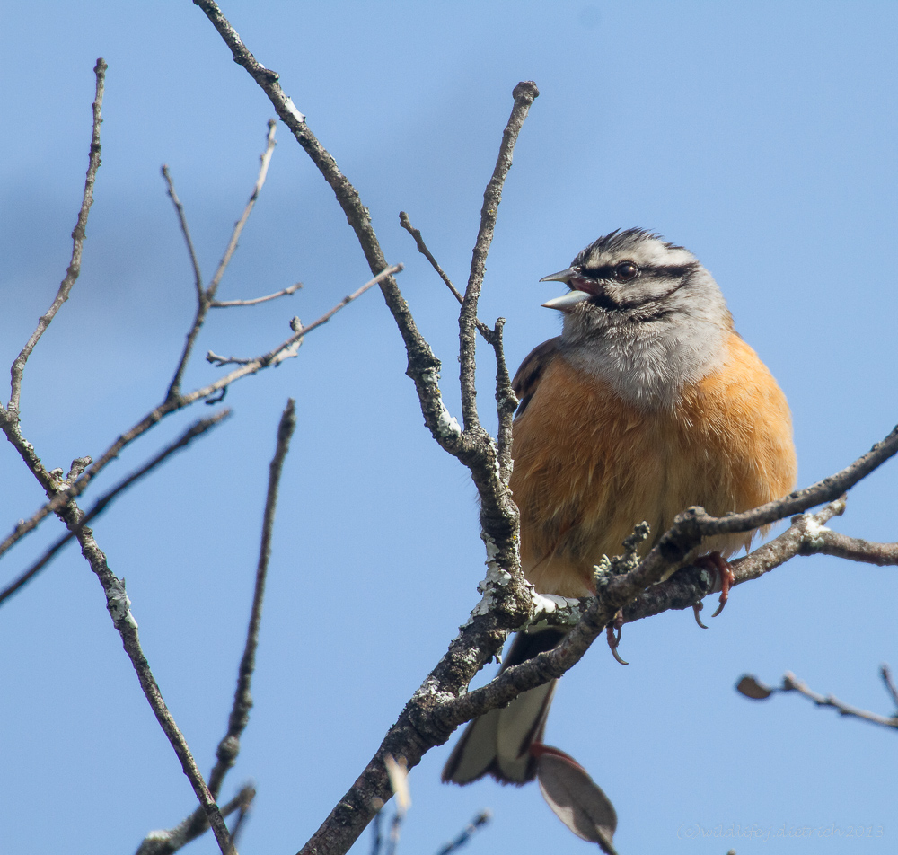 Zippammer (Emberiza cia)