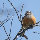 Zippammer (Emberiza cia)