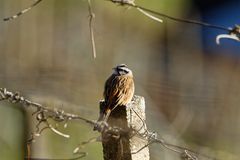 Zippammer (Emberiza cia)