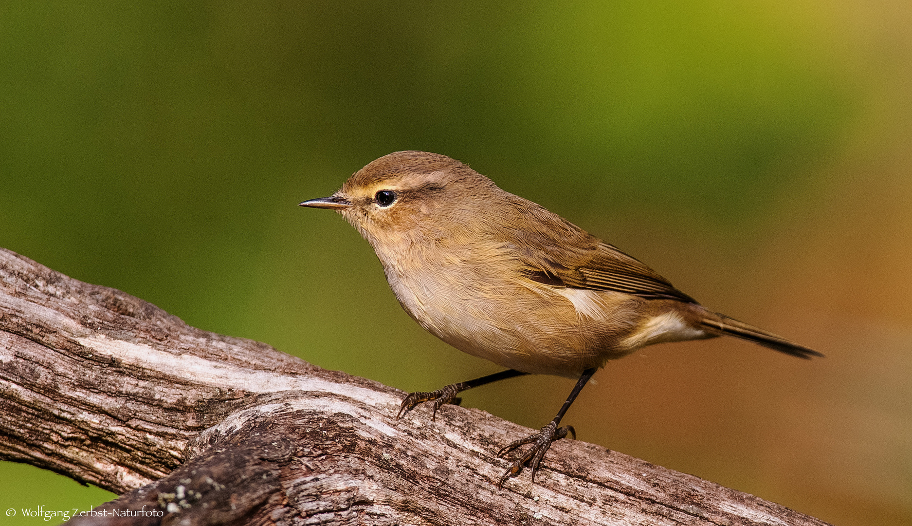   - ZIPZALP -  ( Phylloscopus bcollybita )