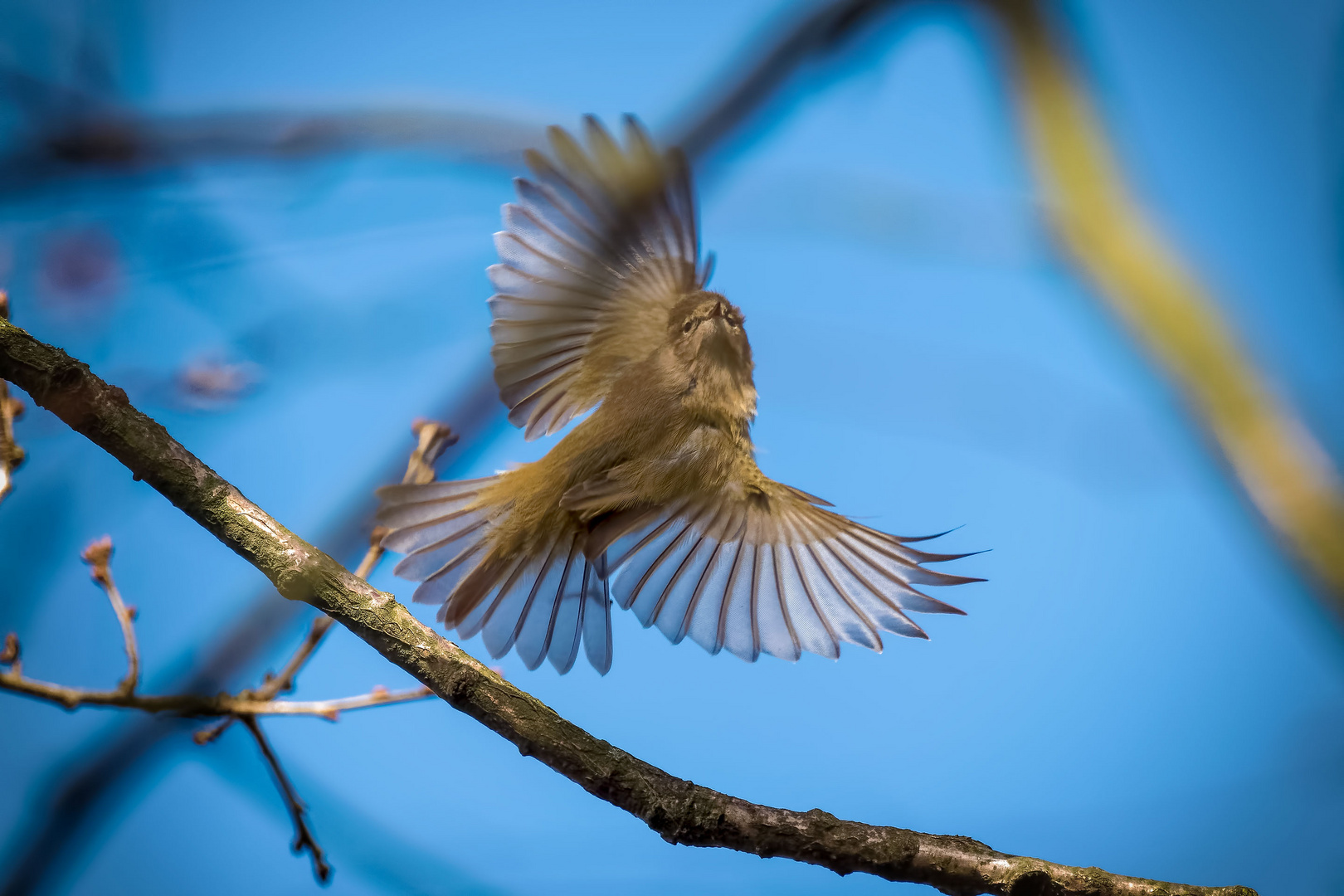 Zipzapl beim Start