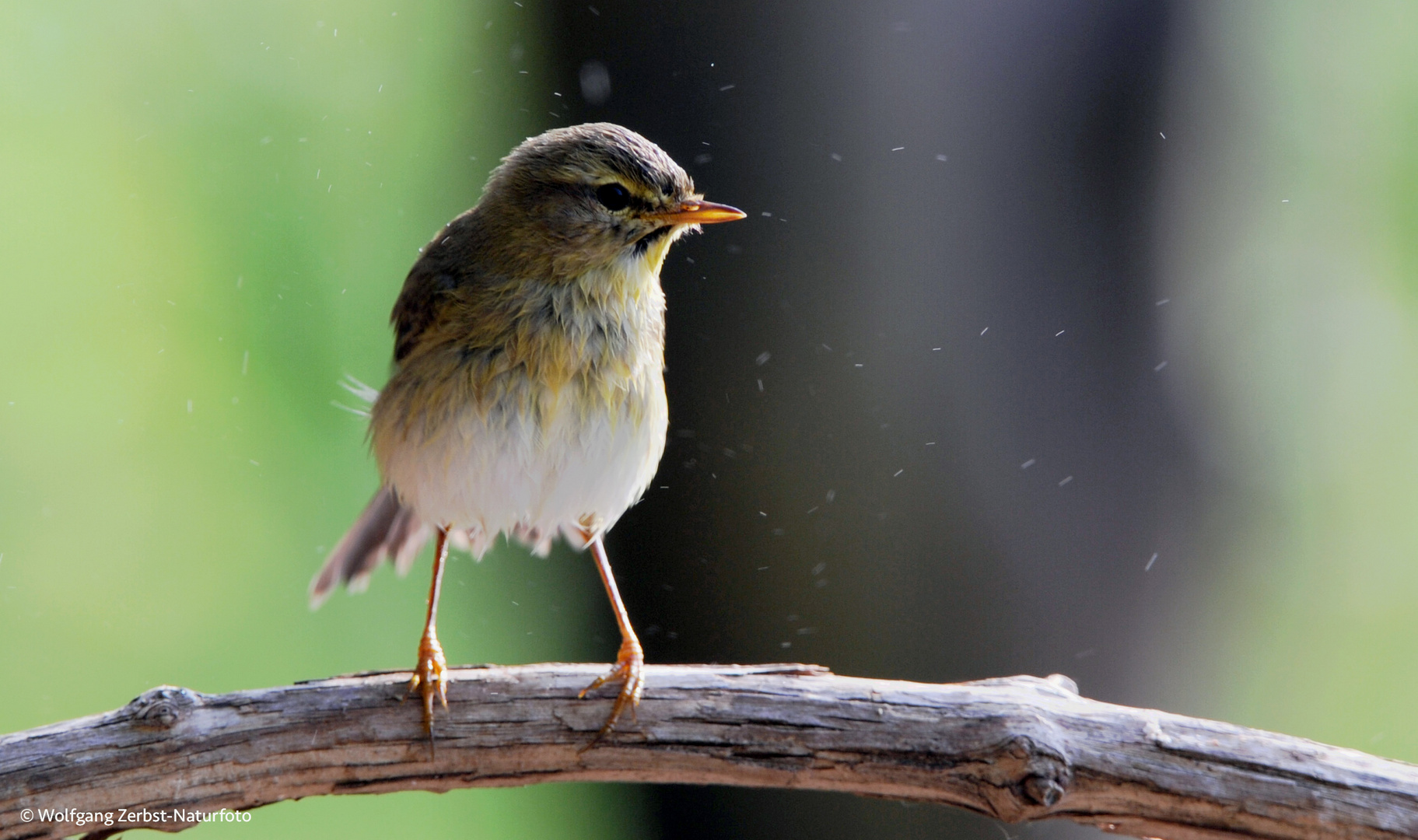 --- Zipzilap ---   ( Frisch gebadet )