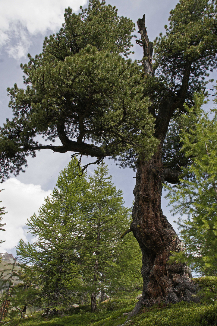 Zirbe (Pinus cembra)