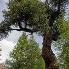 Zirbe (Pinus cembra)