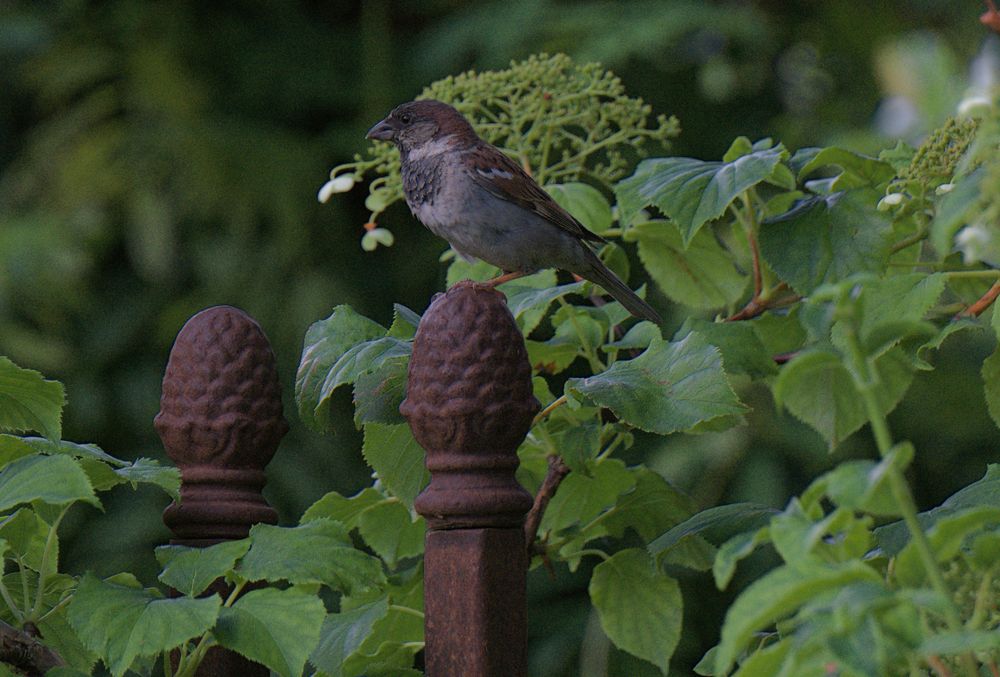 Zirbelnuss oder Tannenzapfen Foto & Bild grün, natur, vogel Bilder