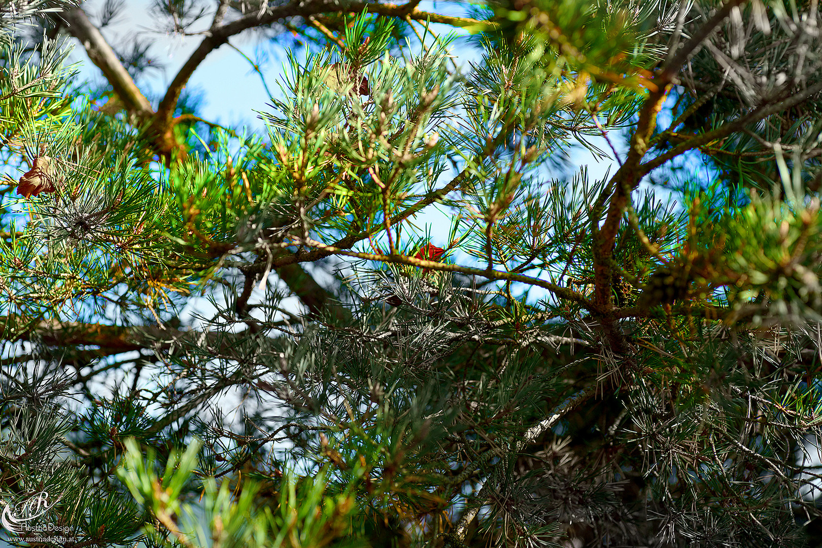 Zirbenbaum im Herbst