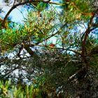 Zirbenbaum im Herbst