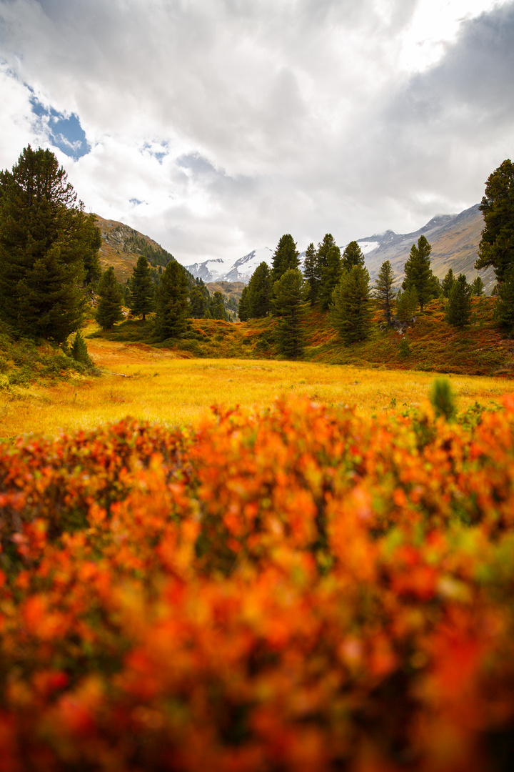 Zirbenherbst