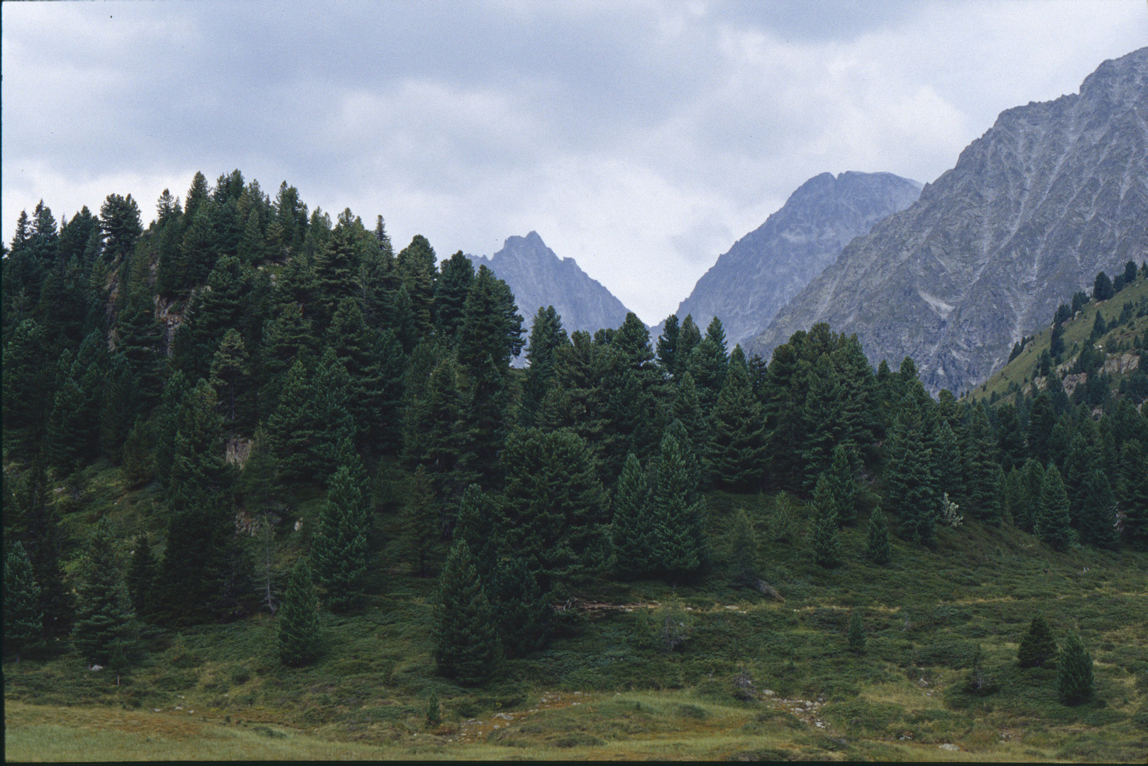 Zirbenwald in den Dolomiten