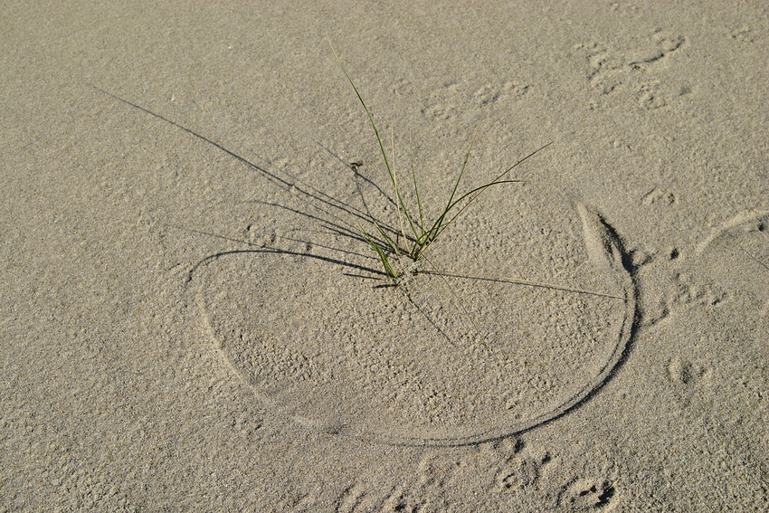 Zirkelschlag im Sand 2