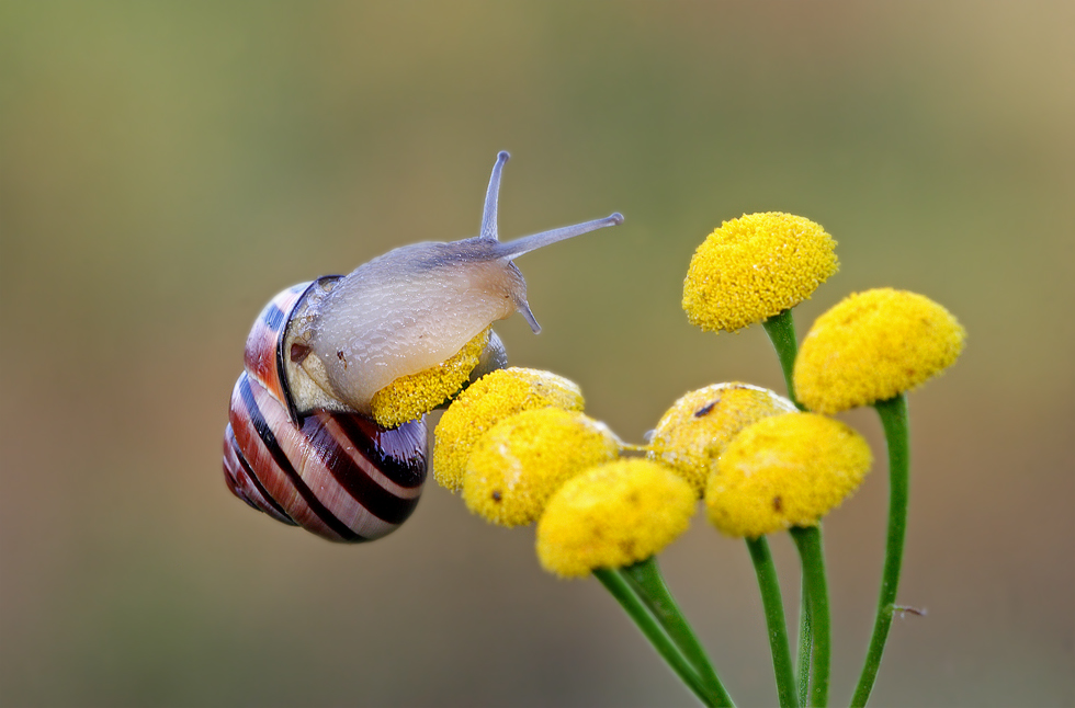 Zirkelschnecke