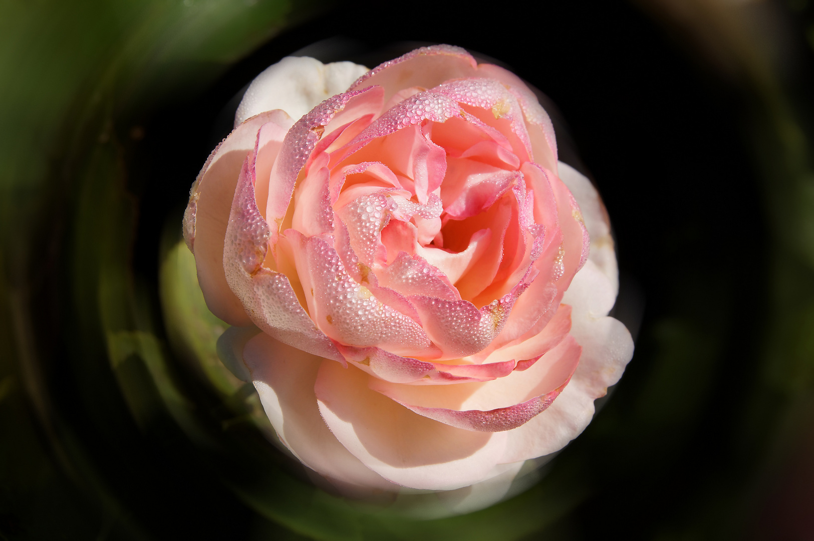 Zirkulare Rose