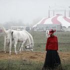 Zirkus im Nebel