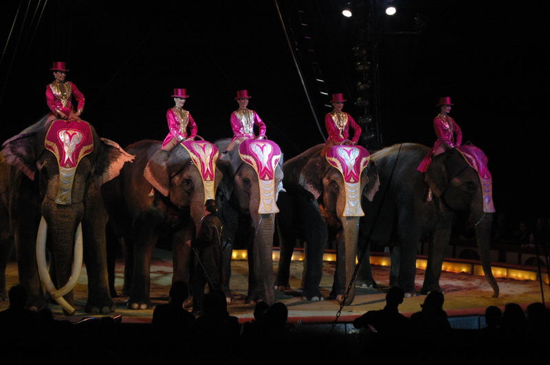 Zirkus Krone Elefanten