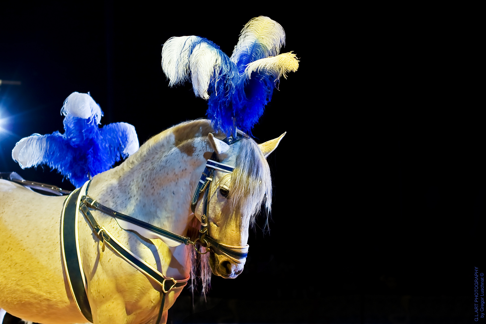 Zirkus-Pferd Foto & Bild | kunstfotografie & kultur, circus, tiere
