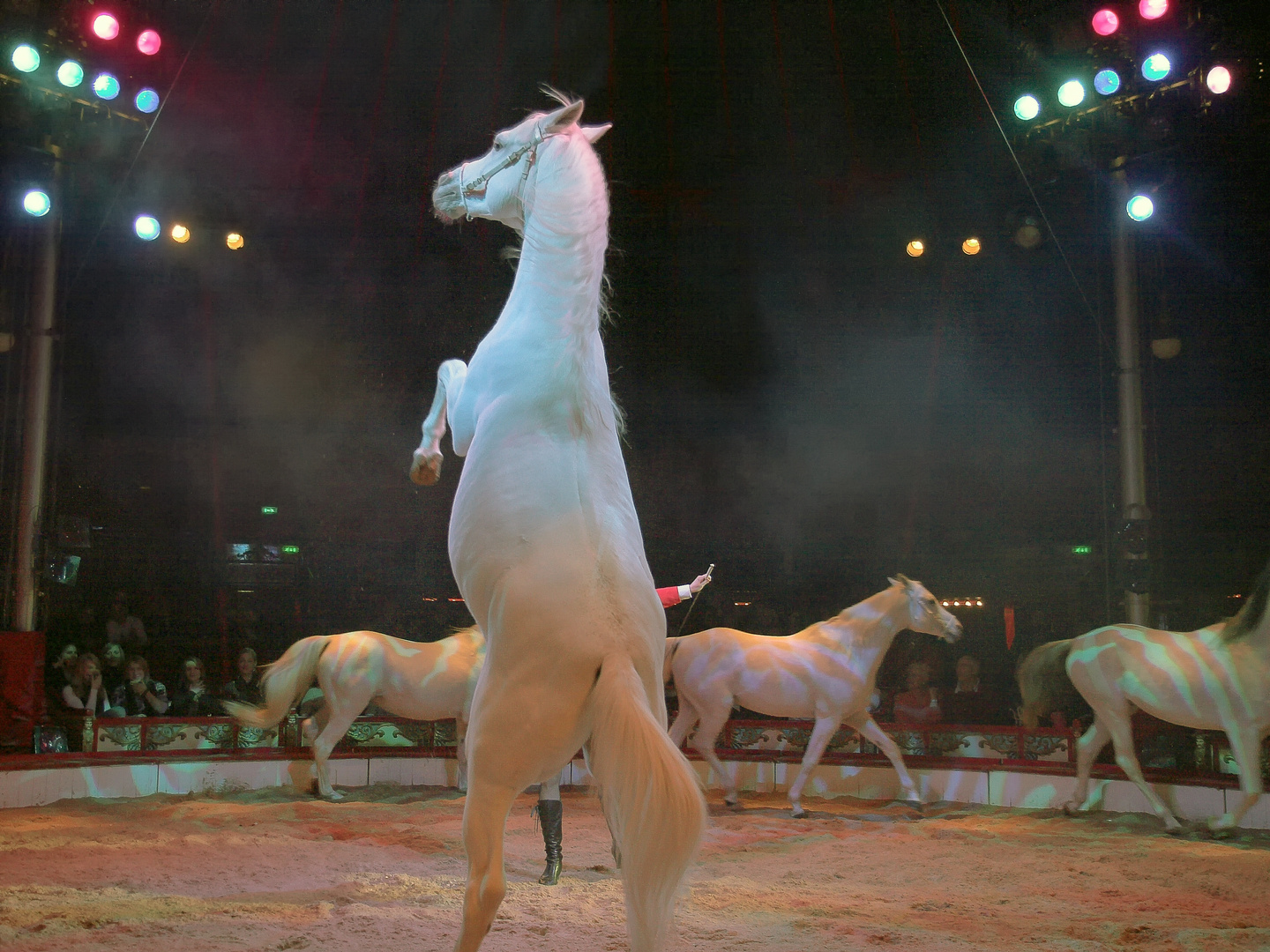 Zirkus Roncalli: Pferde