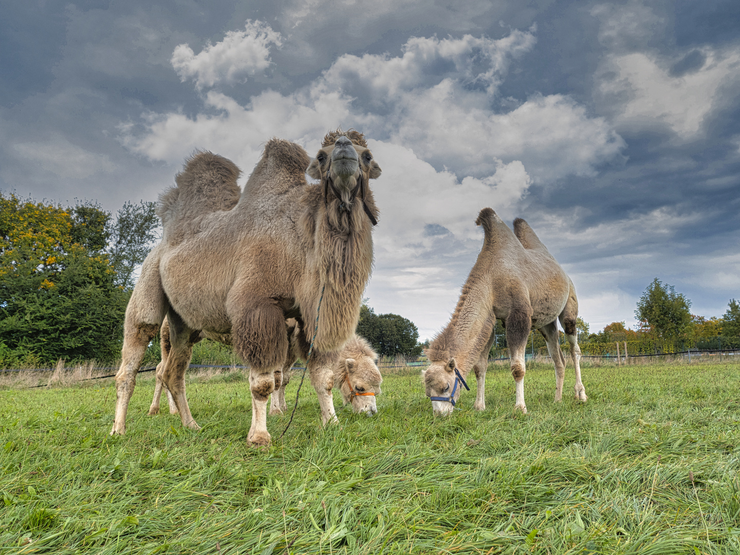 Zirkus vor der Haustüre 2