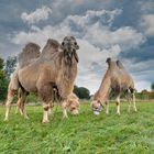 Zirkus vor der Haustüre 2