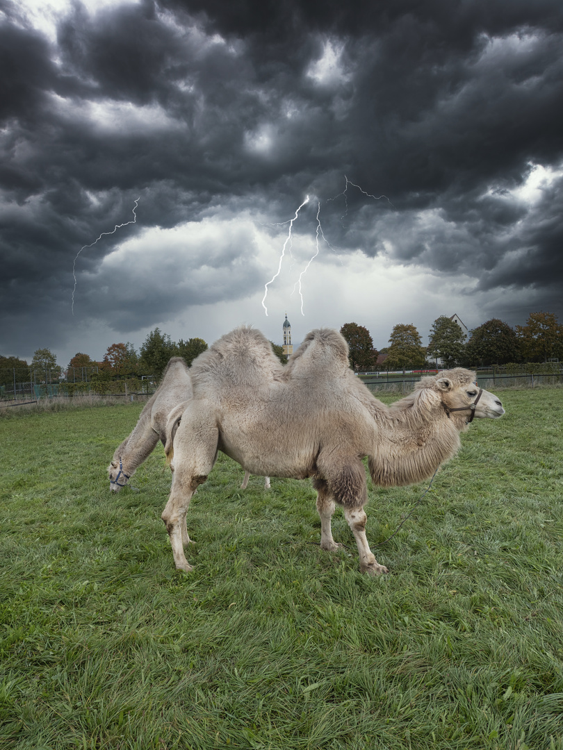 Zirkus vor der Haustüre 3