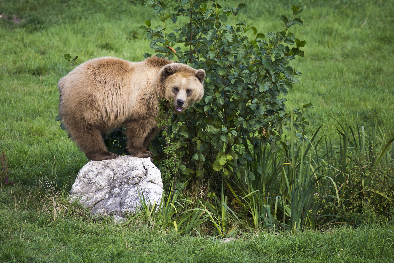 Zirkusbär