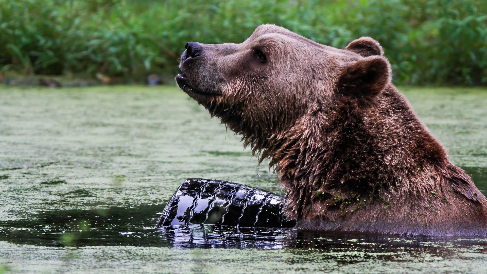 Zirkusbär im Ruhestand