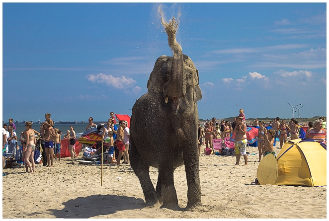 Zirkuselefant am Nordsee-Strand
