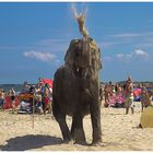 Zirkuselefant am Nordsee-Strand