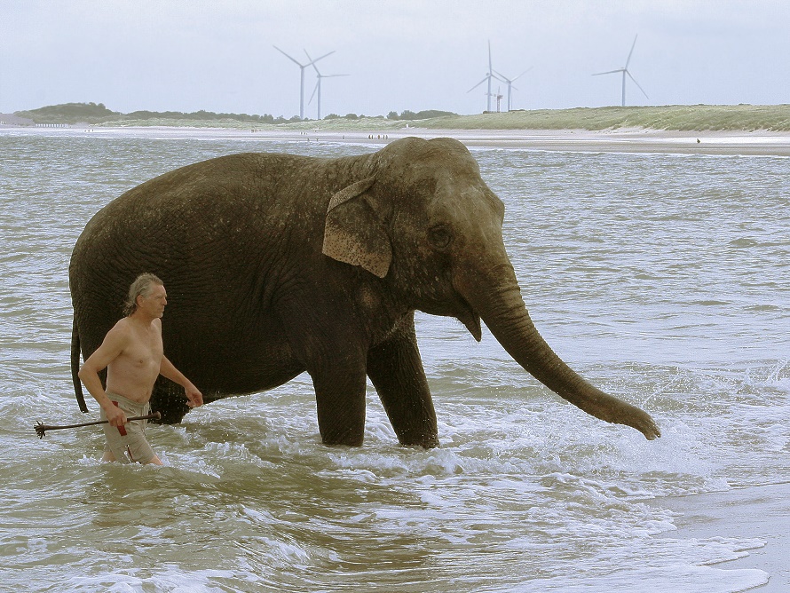 Zirkuselefant beim Bad in der Nordsee