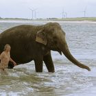 Zirkuselefant beim Bad in der Nordsee