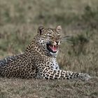 Zischender Leopard