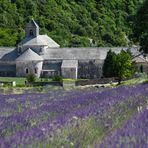 Zisterzienserkloster im Lavendel...