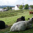 Zisterzienserkloster Maria Stern und seine Landwirtschaft: ...