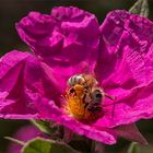 Zistrose - Cistus...