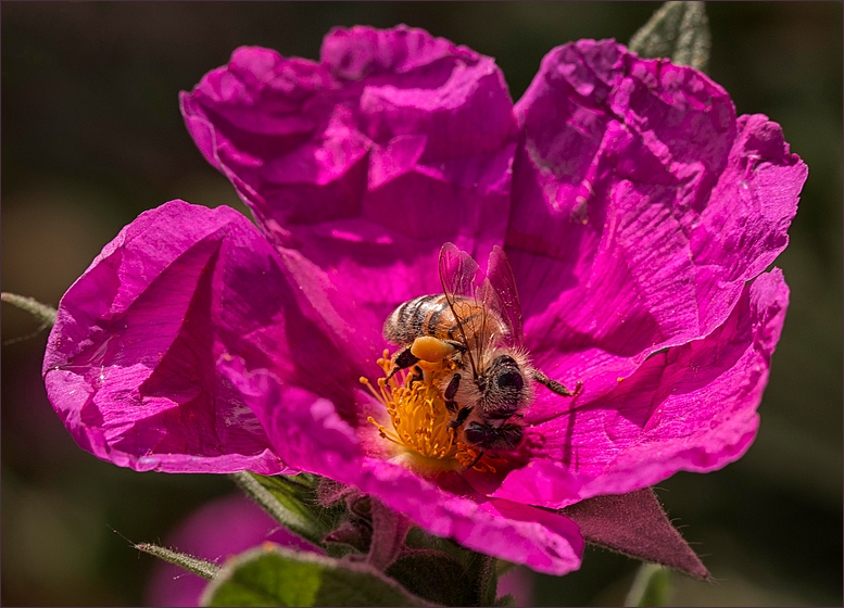 Zistrose - Cistus...