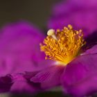 Zistrose - Cistus -