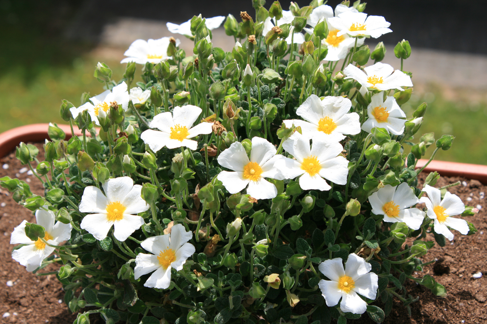 Zistrose (Cistus obtusifolius)