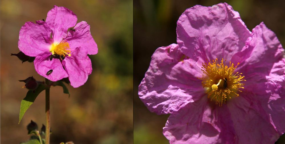 Zistrose / Cistus symphytifolius