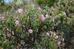 Zistrosen am Wegesrand