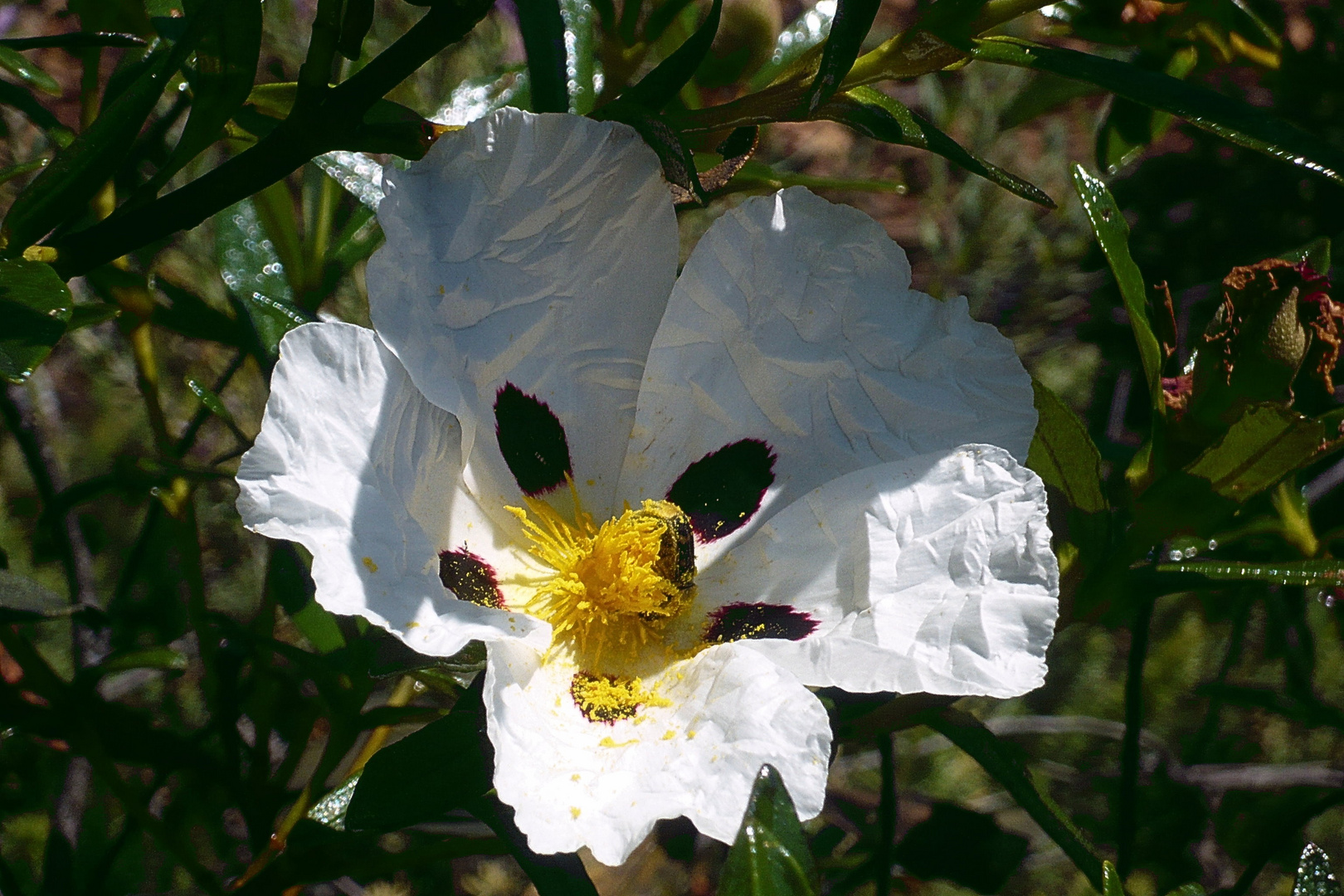 Zistrosenblüte