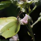 Zitonenfalter im Gegenlicht