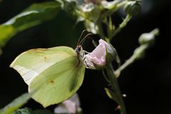 Zitonenfalter im Gegenlicht