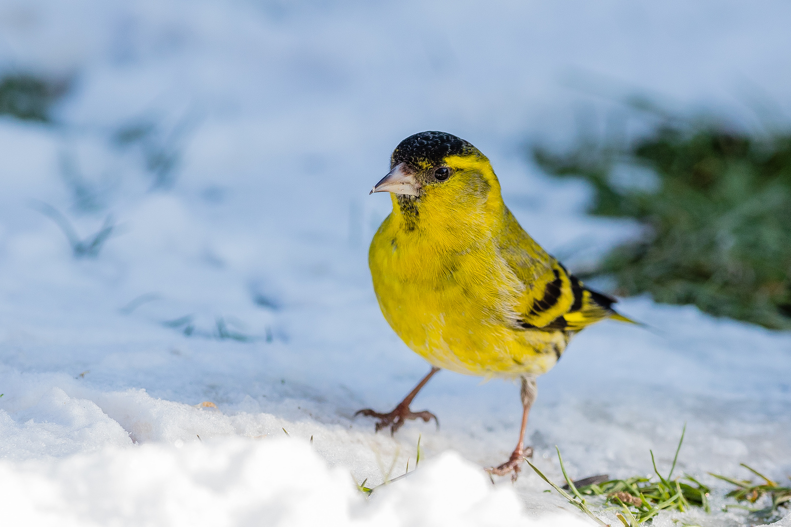 zitroengelb auf Schnee