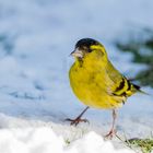 zitroengelb auf Schnee